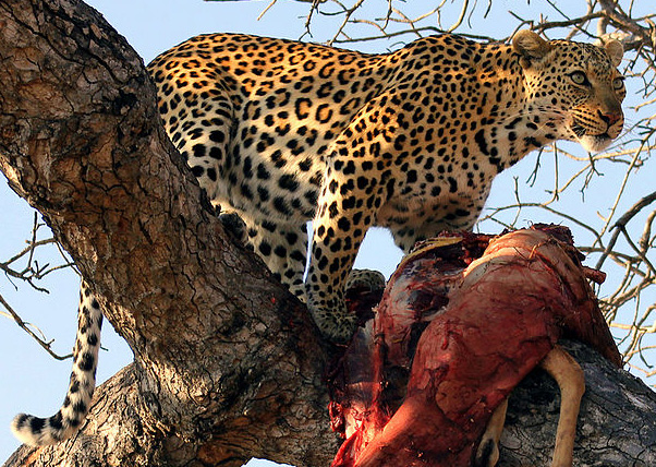 Leopard et sa proie dans un arbre.